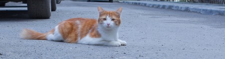 Portrait of a stray cat. White and red cat sitting alone on the road, a lot of space for text, copyspace. Red cat squinting.の写真素材