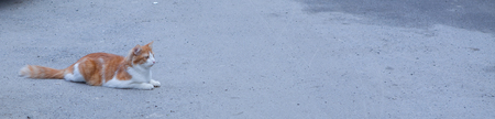 Portrait of a stray cat. White and red cat sitting alone on the road, a lot of space for text, copyspace. Red cat squinting.の写真素材