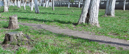 Cleaning of old trees in the parks of the city. Eliminating the danger of falling.の写真素材