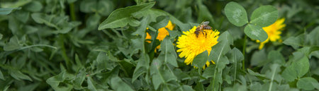 Honey bee on dandelion. Honey bee pollinating on spring meadow.