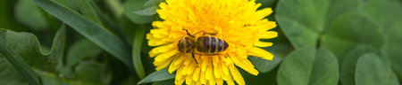 Honey bee on dandelion. Honey bee pollinating on spring meadow.