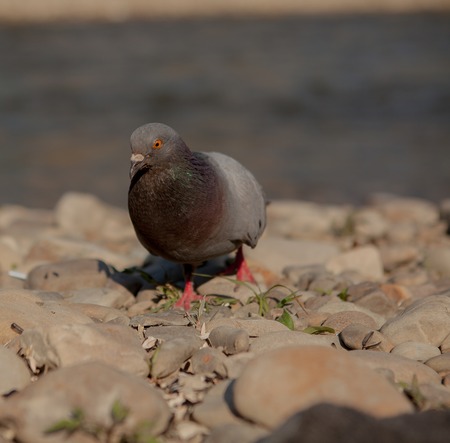 Close up single dove along the river. Dove against the background of a river.の写真素材