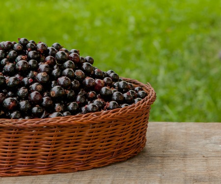Black currant basket on wooden table on the green background.の写真素材