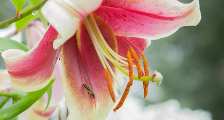 pink lily close-up and bee. A pink rain lily flower with tiny bees.の写真素材