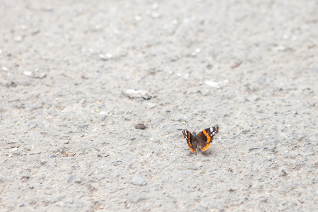 close-up butterfly on a gravel road.の写真素材