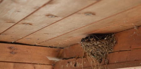 Bird family at nest. Feeding small birds, newborns. Swallow protecting newborn birds inside barn.の写真素材
