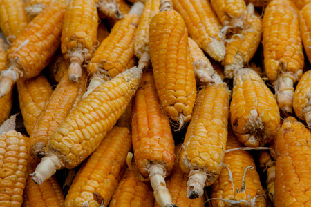 corn on the cob corn background, corn background.