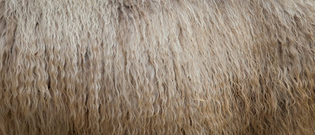 closeup of natural sheep wool.