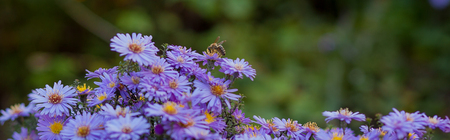 Small purple daisies - Erigeron. Garden flowers natural summer background. On a flower the bee collects the nectar.の写真素材