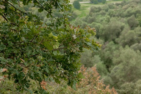 Young sprigs of oak with acorns after a rain by a large plan on a background the massive barrel of oak.の写真素材