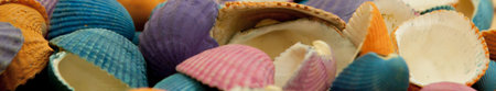 Closeup of colorful sea shells in different shapes.