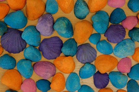 Closeup of colorful sea shells in different shapes.の写真素材