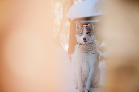 Husky dog grey and white colour with blue eyes in winterの写真素材