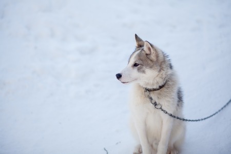 Husky dog grey and white colour with blue eyes in winterの写真素材