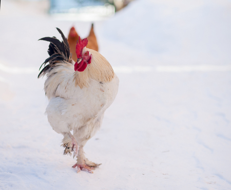 Main rooster boss portrait, Cock in winter, snowの写真素材