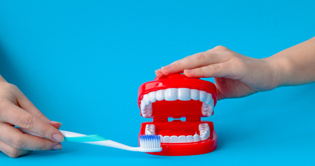 Female hand holding dental model with toothbrush on blue background.の写真素材