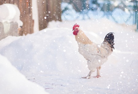 Main rooster boss portrait, Cock in winter, snowの写真素材