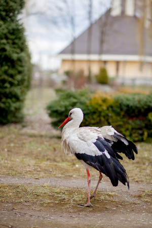 White stork in natural habitat walking and searching for food, Poplar tree forest flood area on river side, rear stork view, unclean white feathers.の写真素材