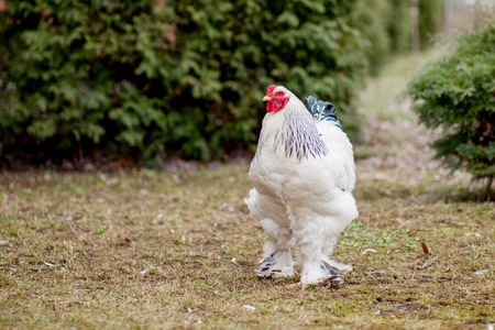 Grown healthy white hens on green grass outside in rural yard on old wooden barn wall background spring on bright sunny day. Chicken farming, healthy meat and eggs production concept.の写真素材