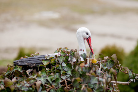 Closeup wood white storks in nest on top.の写真素材