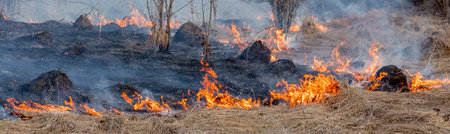 A strong fire spreads in gusts of wind through dry grass, smoking dry grass, concept of fire and...