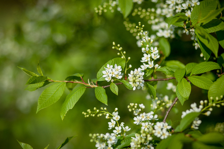 Blooming tree closeup. Spring white flowers. Tree branch covered with white flowers and new foliage on green background.の写真素材