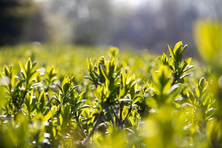 Close up view of little green plants, selective focus.の写真素材