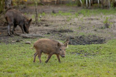Family Group of Wart Hogs Grazing Eating Grass Food Togetherの写真素材