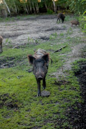 Family Group of Wart Hogs Grazing Eating Grass Food Togetherの写真素材