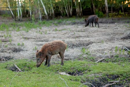 Family Group of Wart Hogs Grazing Eating Grass Food Togetherの写真素材