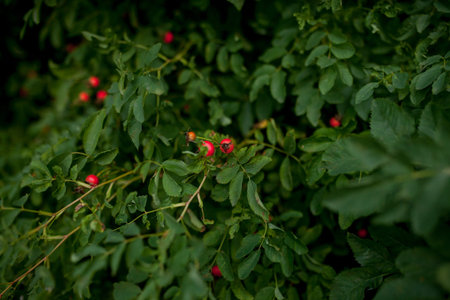 Red Rosehips, dog rose, rosa canina, fruit