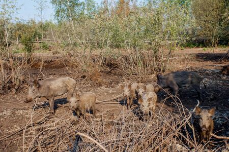 Wild boars looking for food in summer time.の写真素材