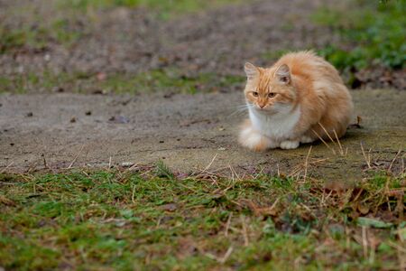 Beautiful orange-white cat is coming outdoor in nature.の写真素材