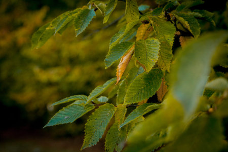 Autumm leave and blurred nature background. Colorful foliage in the park. Falling leaves natural...