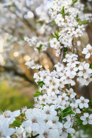 Cherry tree flowers, cherry tree blossom at spring.