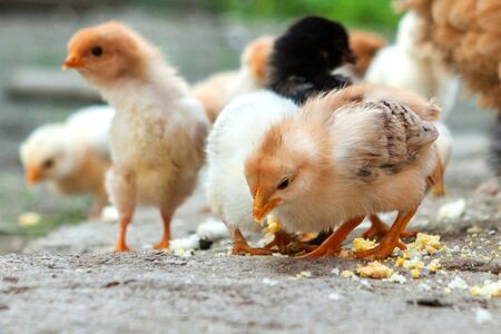 Close up yellow chicks on the floor , Beautiful yellow little chickens, Group of yellow chicks.の写真素材