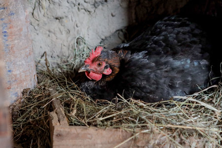 This horizontal stock image has a black colored laying hen chicken on her nest of straw, with barn boards in the background.の写真素材