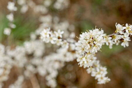 Fielding white flowers blooming in a field. Background flowering, selective focus.の写真素材