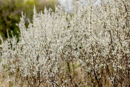 Fielding white flowers blooming in a field. Background flowering, selective focus.の写真素材