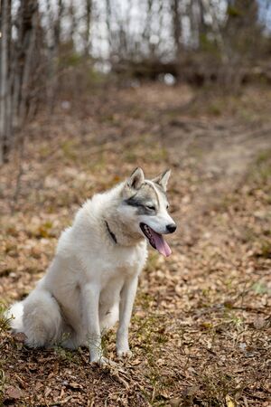 Portrait of gorgeous Siberian Husky dog standing in the bright enchanting fall forest.の写真素材