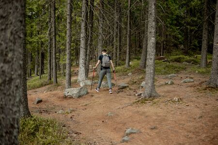 A man is a tourist in a pine forest with a backpack. A hiking trip through the forest. Pine reserve for tourist walks. A young man in a hike in the summer, rear viewの写真素材