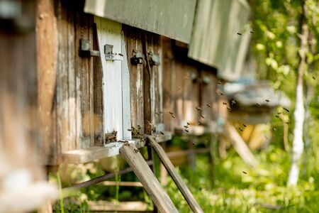 A lot of bees returning to bee hive and entering beehive with collected floral nectar and flower pollen. Swarm of bees collecting nectar from flowers. Healthy organic farm honeyの写真素材