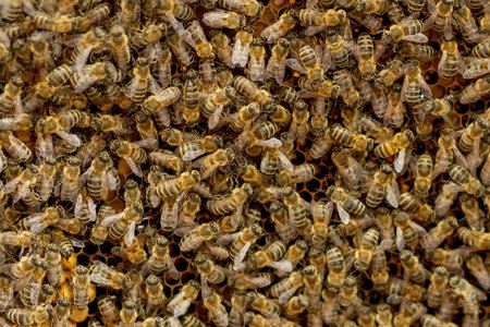 The beekeeper looks after honeycombs. Apiarist shows an empty honeycomb. The beekeeper looks after...