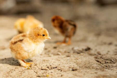 portrait of Easter little fluffy yellow chicken walking in the yard of the village on a Sunny spring day.の写真素材
