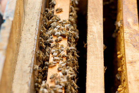 Bee hives in care of bees with honeycombs and honey bees. beekeeper opened hive to set up an empty...