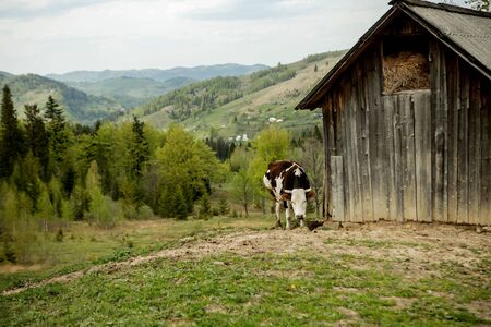 black and white cow grazing on meadow in mountains. Cattle on a pasture.の写真素材
