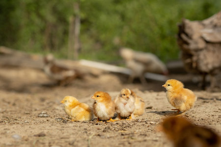 portrait of Easter little fluffy chickens walking in the yard on the farm yard on a Sunny spring...