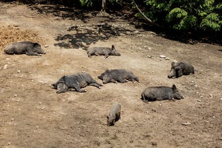 Wild boar - Sus scrofa - in the swamp in its natural habitat. Photo of wild natureの写真素材