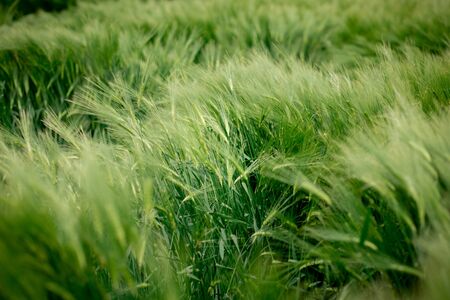 The ears of barley under the weight of grain are knocked out of the total mass.の写真素材