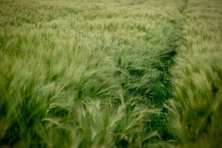Green Barley Field on a sunny day, Europa.の写真素材
